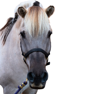 A gray dun horse's head with a black halter.